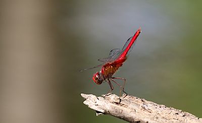 Scarlet Basker (Urothemis signata)