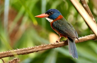 Birds of Sulawesi and Halmahera