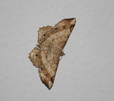 Chiasmia emersaria 