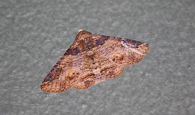 Poinciana Looper 