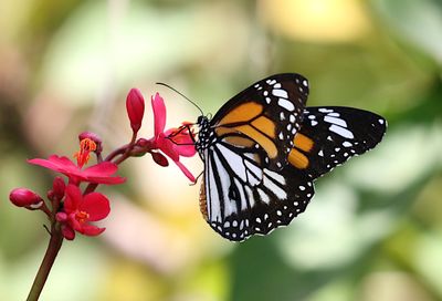 Butterflies of Singapore (Rhopalocera)