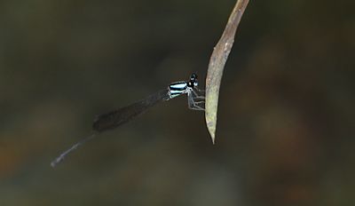 Crescent Threadtail (Prodasineura notostigma)