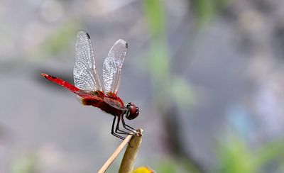 Scarlet Basker (Urothemis signata)