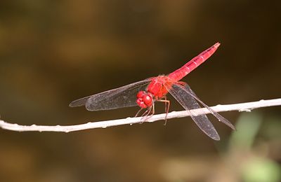 Scarlet Skimmer (Crocothemis servilia)