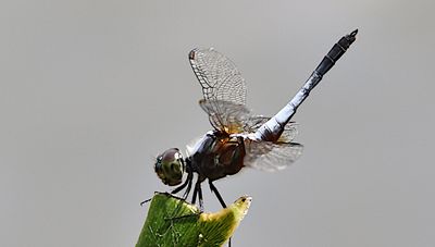 Oriental Blue Dasher (Brachydiplax chalybea)