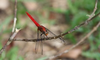 Orange Skimmer (Orthetrum testaceum)