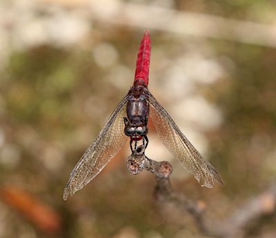 Brown-backed Red Marsh Hawk (Orthetrum chrysis)