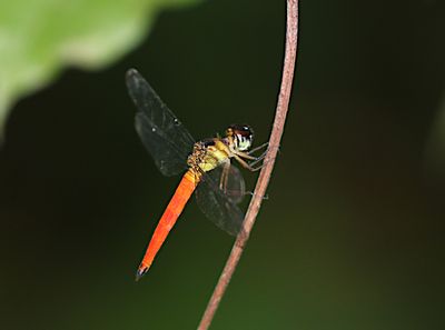 Variable Sentinel (Orchithemis pulcherrima)