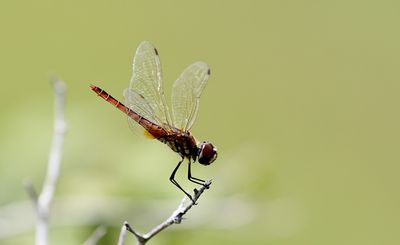 Dancing Dropwing (Trithemis pallidinervis)