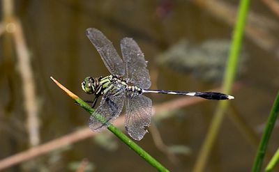 Slender Skimmer (Orthetrum sabina)