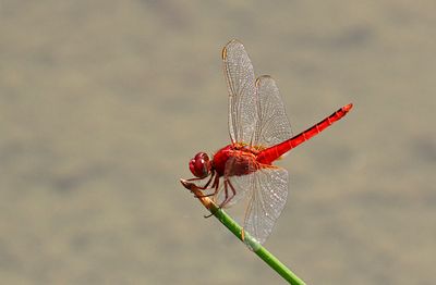 Scarlet Skimmer (Crocothemis servilia)