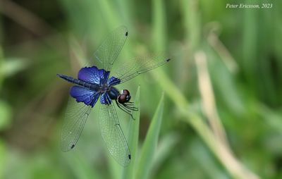 Asian Sapphire Flutterer (Rhyothemis triangularis)