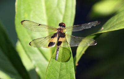 Yellow-striped Flutterer (Rhyothemis phyllis