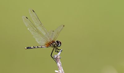 Dancing Dropwing (Trithemis pallidinervis)