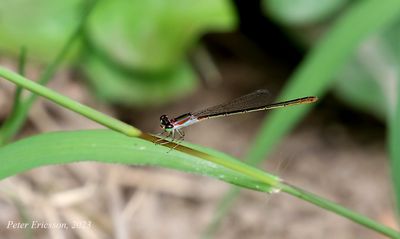 Variable Wisp (Agriocnemis femina)