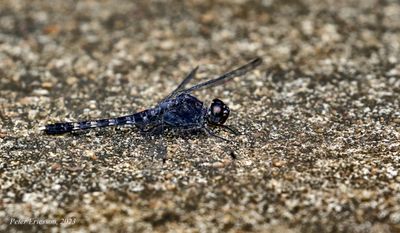 Granite Ghost (Bradinopyga geminata)