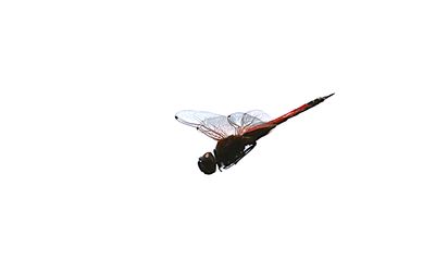 Red Glider (Tramea transmarina)