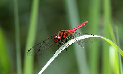 Sympetrum thailandensis