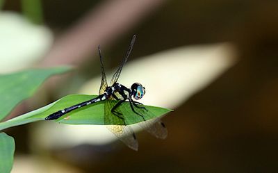 Pigmy Skimmer (Tetrathemis platyptera)