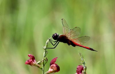 Red Glider (Tramea transmarina)