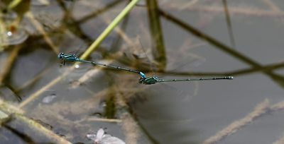 g13/90/590590/3/174030679.ccb32f1b.JPEG