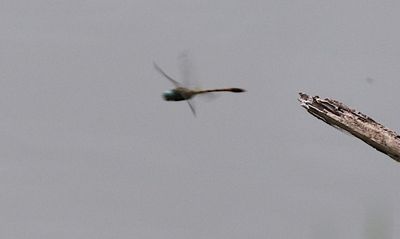 Spotted Torrent Hawk (Epophthalmia frontalis)