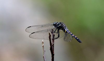 g13/90/590590/3/174030810.8e7e9265.JPEG