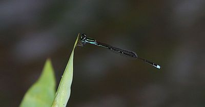Blue Midget (Mortonagrion aborense)