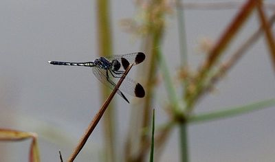 Charcoal-winged Percher (Diplacodes nebulosa)