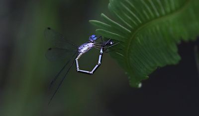 Forest Spreadwing (Lestes dorothea)