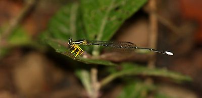 Yellow Featherlegs (Copera marginipes)