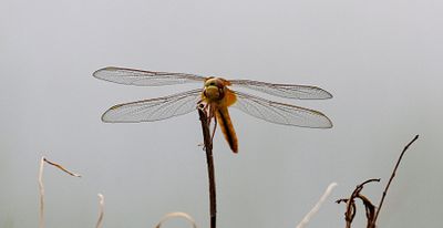 g13/90/590590/3/174038289.f65e634f.JPEG