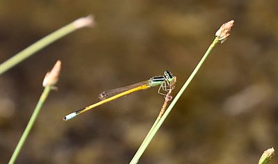  Western Golden Dartlet (Ischnura rubilio) 