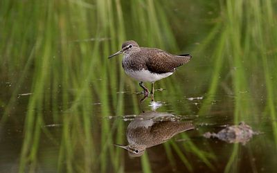 Green Sandpiper