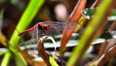 Sympetrum hypomelas 