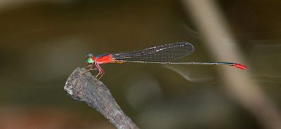 Damselflies of Singapore (zygoptera)