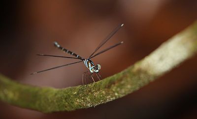 Blue-spotted Flatwing (Podolestes orientalis)