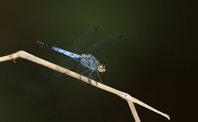 Mangrove Dwarf (Raphismia bispina)