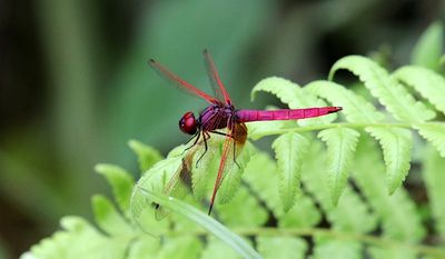 Crimson Dropwing (Trithemis aurora)