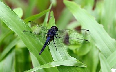 Indigo Dropwing (Trithemis festiva)
