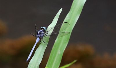 Slender Blue Skimmer (Orthetrum luzonicum)