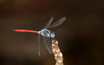 Asian Blood Tail (Lathrecista asiatica)
