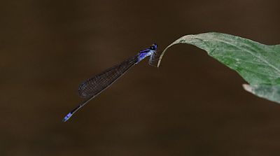 Violet Sprite (Archibasis viola)