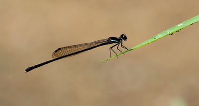 Collared Threadtail (Prodasineura collaris)