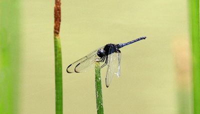 Restless Demon (Indothemis limbata)