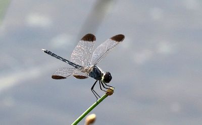 Charcoal-winged Percher (Diplacodes nebulosa)