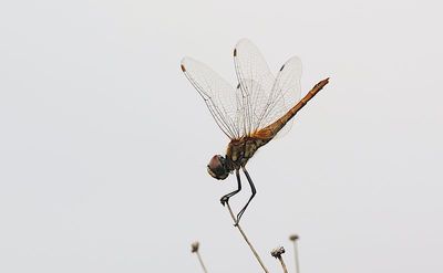 g13/90/590590/3/174173790.dc0550e1.JPEG
