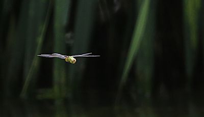 Pale-spotted Emperor (Anax guttatus)