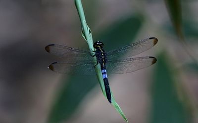Dark-tipped Forest Skimmer (Cratilla metallica)