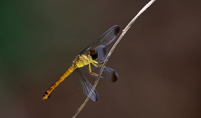 g13/90/590590/3/174571710.d0acb11f.JPEG